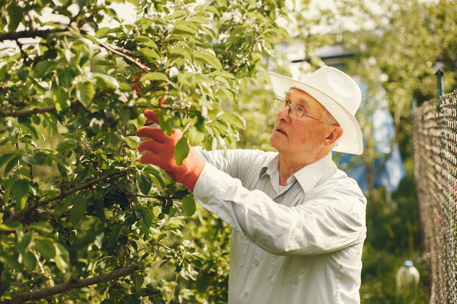 Senior man in a hat pruning fruit trees in a sunny orchard. Relaxed and focused on his gardening task.