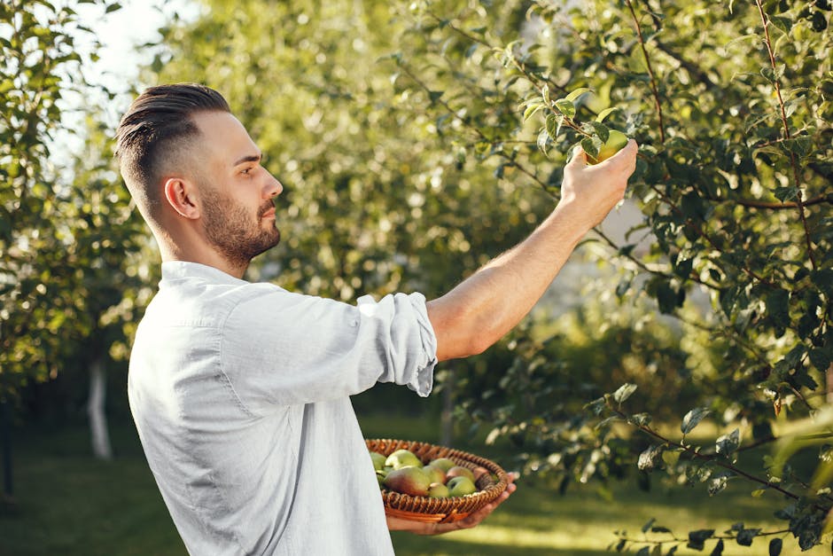 A man picking green apples from a tree in an outdoor orchard during daylight.