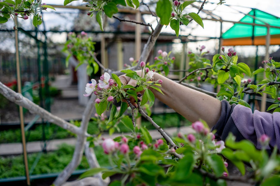 Gardener pruning apple blossoms in a vibrant spring orchard.