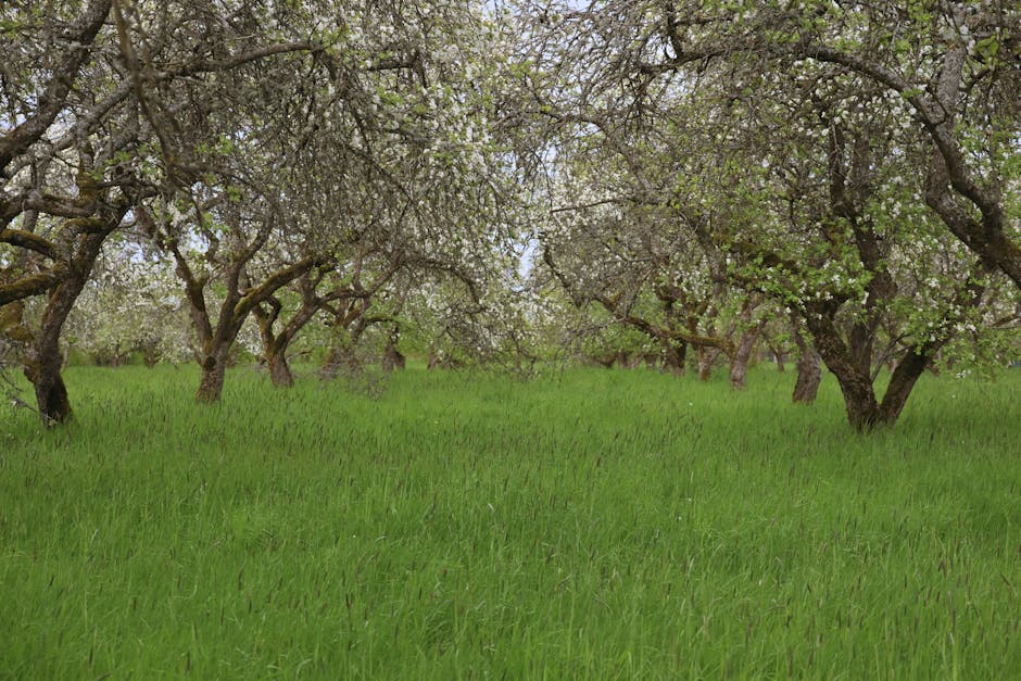 Scenic view of a lush apple orchard in bloom during springtime in Aizpute, Latvia.