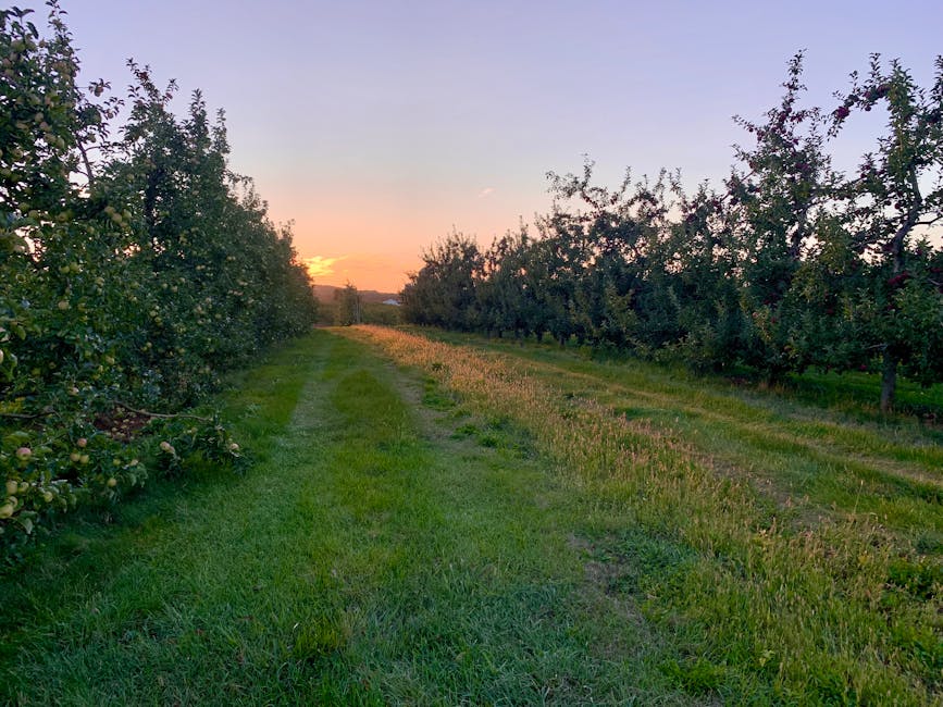 Beautiful apple orchard with trees and sunset view in Pennsylvania countryside.