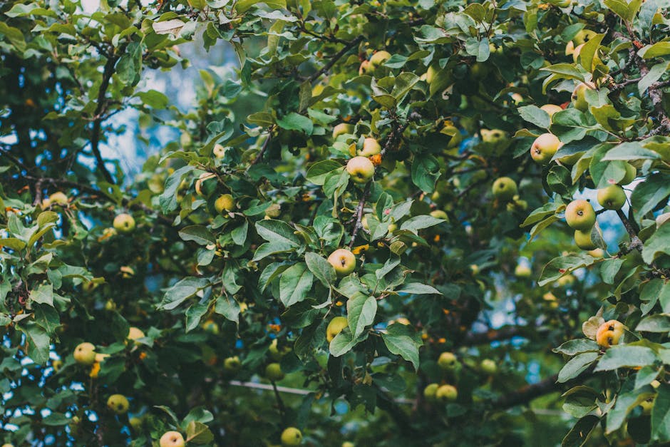 A vibrant apple tree filled with ripe green apples against a clear sky.